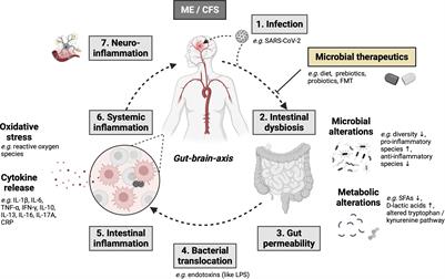 The gastrointestinal microbiota in the development of ME/CFS: a critical view and potential perspectives